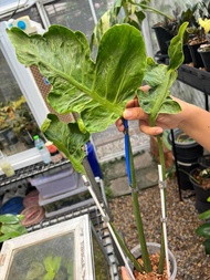 Monstera zombie#zombie#mutation#มอนสเตอร่าซอมบี้