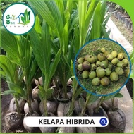 BIBIT BUAH KELAPA HIBRIDA HIJAU - BIBIT KELAPA HIJAU