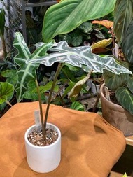 Alocasia nobilis