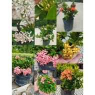 XT - Ixora chinensis 彩色仙丹花 龙船花 [Ready Stock/现货] 观花植物 花团锦簇 容易照顾