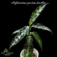 aglaonema pictum bicolor"narrow"-tanaman hias/indoorplant/outdoorplant