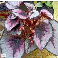 begonia Rex ungu tanaman hias