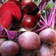 Giant Dark Red Beets Seeds for Planting Vegetables (Fresh 50pcs Seeds) Organic Beetroot Seeds Vegeta