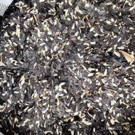 Calyx Putih Putih Ungu Putih Kren Borong Pengeluar Asli Hosta Bunga Kren Putih Buih Bunga Benih Bung