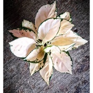 Aglonema Suksom White | Tanaman hias bunga aglonema suksom jaipong