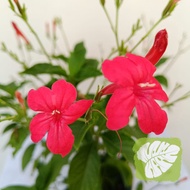 Real Live Ruellia Elegans Rosea / Red Ruellia / Ragin Cajun Plant 红花芦莉草 IOB