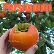 Anak pokok pisang kaki 🍑 persimmon 🍑