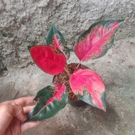 aglaonema suksom