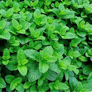 DAUN MINT 10 biji / bibit / benih DAUN MINT / Tanaman Herbal / bibit Mint Spearmint / Benih Herb Pep