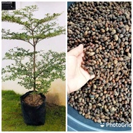 New store discounts African talisay seeds (1 kilo)