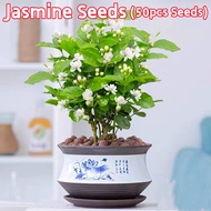 100% Original 50pcs Seeds White Jasmine Seeds Sale 茉莉花种子 Biji Benih Jasmine Flower Seeds for Planting Jasmine Plant Seeds Flowering Plants Seeds Bonsai Tree Live Plant Indoor Plant Air Plant Bonsai Seeds for Gardening Pokok Bunga Hidup Benih Pokok Bunga