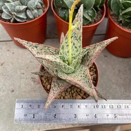 (shengdlh) Aloe Christmas Carol ว่านหางจระเข้คริสต์มาสแครอล12-14cm กุหลาบหินนำเข้า ไม้อวบน้ำ Succulents (ไลทอป แคคตัส）