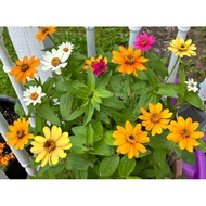 dwarf zinnia seed colourful
