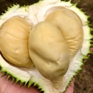 New Durian Montong Medan Super Utuh/Bulat