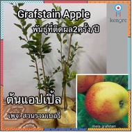 ต้นแอปเปิ้ล grafstain apple แอ๊บเปิ้ล ยอดขายดีอันดับหนึ่ง