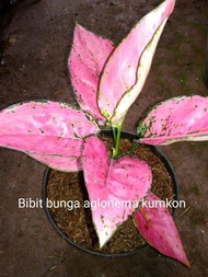 Bibit Bunga Aglonema Kumkom