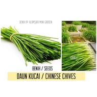 Biji Benih Kucai : Kucai (Chinese Chives) :30benih