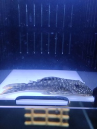 L106 Pleco Fish - Spotted Orange Seam Pleco 6-7cm