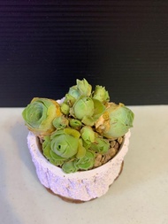 山地玫瑰 + 雜玫瑰 多肉植物