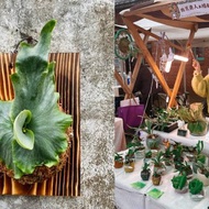 體驗活動 台北聯誼活動【植感鹿角蕨上板DIY】