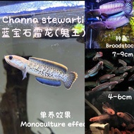 Channa stewarti 蓝宝石雷龙(鬼王) (live fish ikan hidup 观赏鱼)