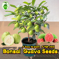 80เมล็ด/ซอง เมล็ดพันธุ์ ฝรั่ง Sweet Guava Seeds for Planting Guava Tree Seeds Fruit Plant Seeds Bons