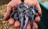 ikan lele budidaya - ikan lele bibit - ikan lele pakan predator ukuran 3-6 cm