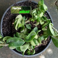 tanaman hias gantung hoya compacta carnosa curly