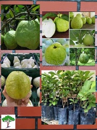 SJH - Anak pokok Jambu batu lohan / Jambu Lohan / Guava / 番石榴果苗 [Real Plant/Live Plant/Saplings]