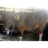 Hewan qurban sapi bali / kupang bb 300 kg daerah Bekasi &amp; Sekitar.