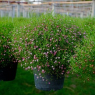 Treeno.9 T210 ดอกยิปโซ กระถาง8 นิ้ว (Gypsophila)   ยิปโซสื่อถึงความ บริสุทธิ์ จริงใจ อ่อนหวาน และ รั