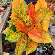 buy one get one free, 5Aglaonema big roy mutasi / Aglonema big roy florist nursery/ Aglonema big roy (Tanaman hias aglaonema big roy - tanaman hias hidup - bunga hidup - bunga aglonema - aglaonema merah - aglonema merah - aglaonema murah - aglaonema murah