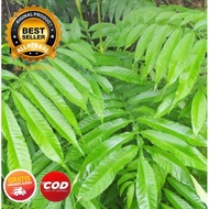 200gr DAUN HERBAL SUNGKAI DAUN SUNGKAI / DAUN JATI SABRANG bukan daun SUNGKAI KERING