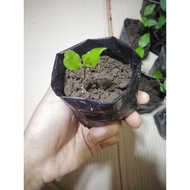 Laurel Seeds from lucky Bayleaf with Free