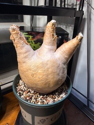 安哥拉葡萄甕