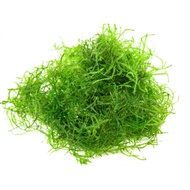 EasyGrow Aquarium Plant Java Moss Aquarium Java Moss