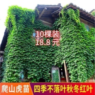 Climbing Vines Plants American Five-Leaf Earth Brocade Seedlings-Mountain Climbing Tiger Big Seedlin