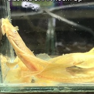 Albino Fish brushmouth slayer pleco l144