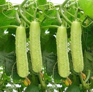 Creamy cucumber seeds Fruit cucumber seeds Dry cucumber seeds White jade cucumber seeds Emerald cucumber seeds
