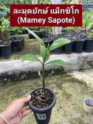 ต้นละมุดยักษ์ แม็กซิโก Mamey Spote ของแท้ 100%