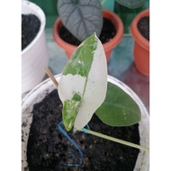 alocasia macrorrhiza variegata