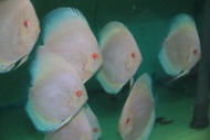 Albino Platinum Discus/Ornamental fish/Freshwater/Readystock