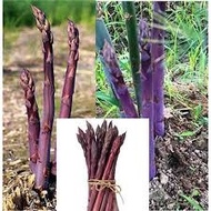 3 Pcs Asparagus purple Vietnamese vegetable seeds 越南蔬菜种子 Ready Stock Sarawak
