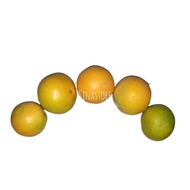 Jeruk baby fresh 1kg
