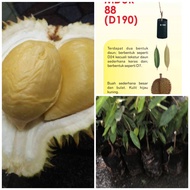 Anak pokok durian D88 / Mdur 88 durian rare