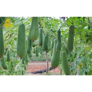 Luffa cylindrica - Loofah Sponge - Vegetables - 10 Seeds #R83