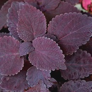 Tanaman herbal miana/tanaman iler ileran / tanaman jawer kotok