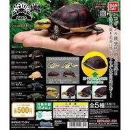 ❤里昂玩具部❤BANDAI 烏龜4 第四代 全套5款 含隱藏版 食蛇龜篇 箱龜 閉殼龜 全新未拆 含蛋殼蛋紙
