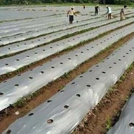 Plastik Mulsa 120 cm 1 Rol Plastik Mulsa 80 cm 1 Roll Plastik Mulsa Segala Ukuran Merek Juara