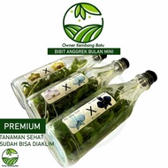DISKON Bibit Anggrek Bulan Mini dalam Botol Anggrek Premium